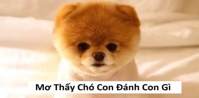 Mơ thấy chó có điềm báo gì và đánh con nào?